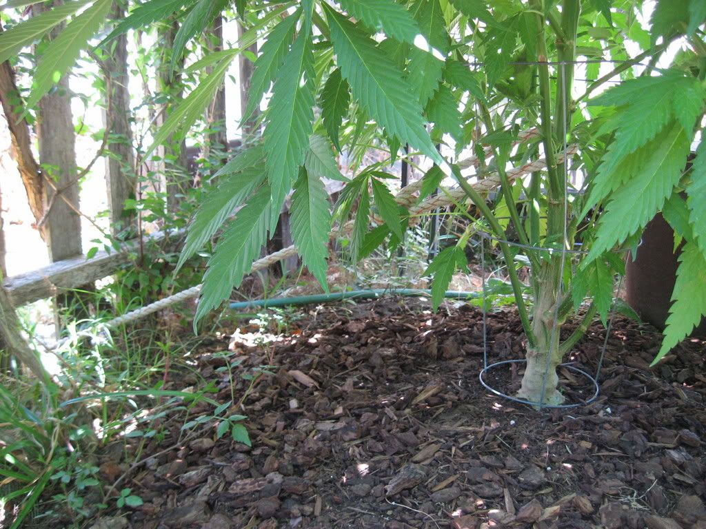 IMG_1525.jpg