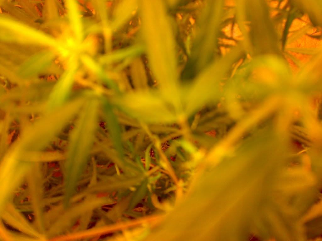 22032009697.jpg