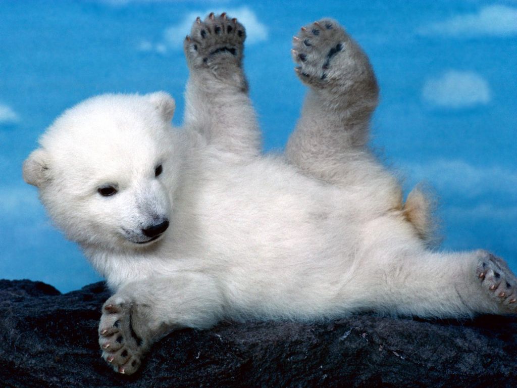 whoops-polar-bear-cub.jpg