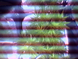 snapshot.png