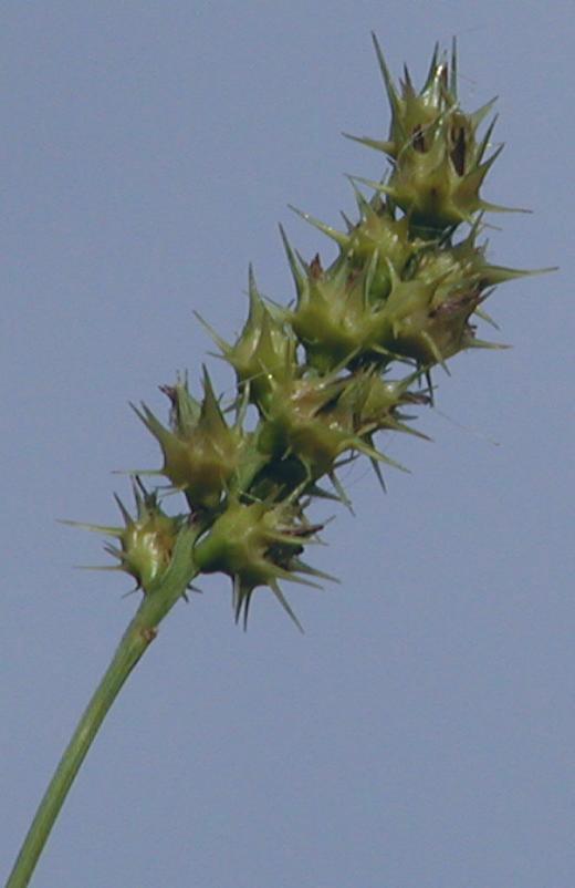sandspur1.jpg