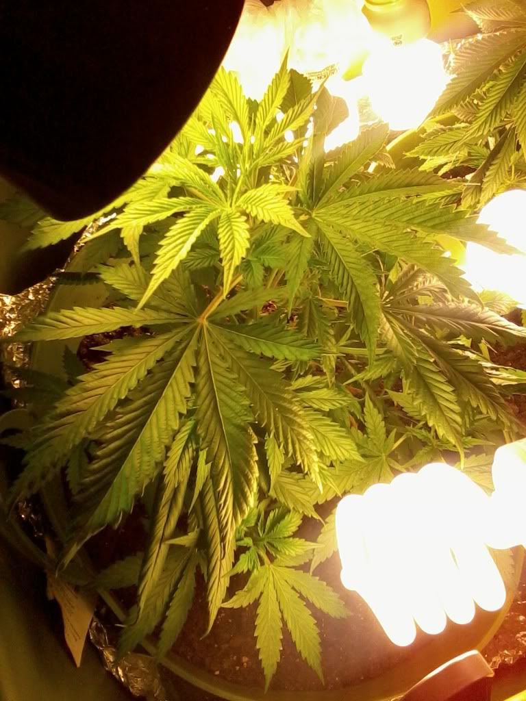 MotzWeek3Flower2.jpg
