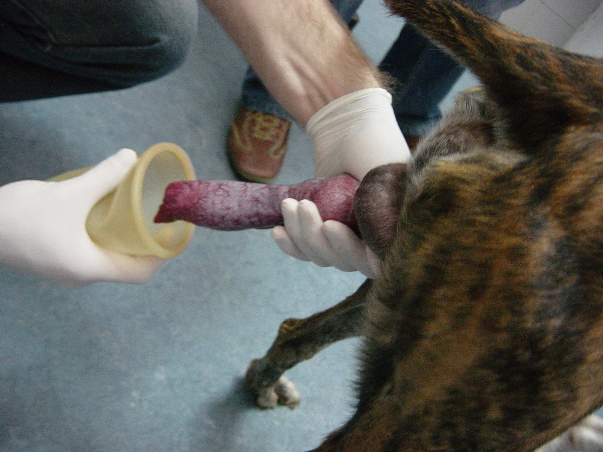 Collecting_dog_semen.png