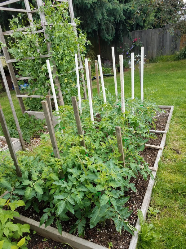 621tomatoes.jpg