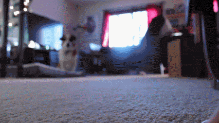 8t5p5f7.gif