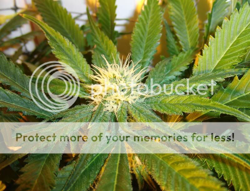 Week11Bud13.jpg