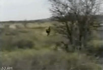 2odAXog.gif