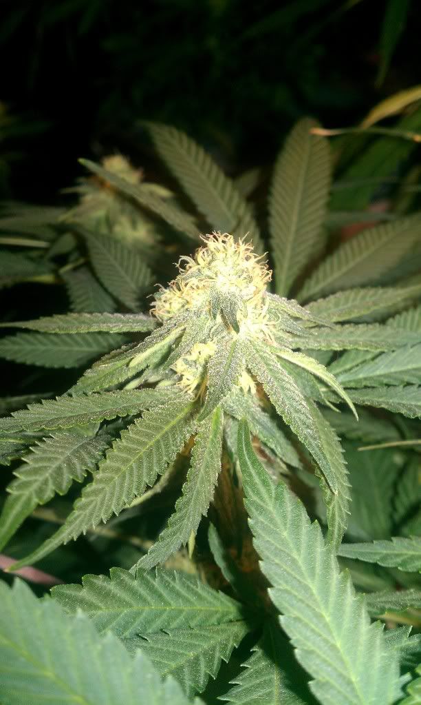 IMAG0961.jpg