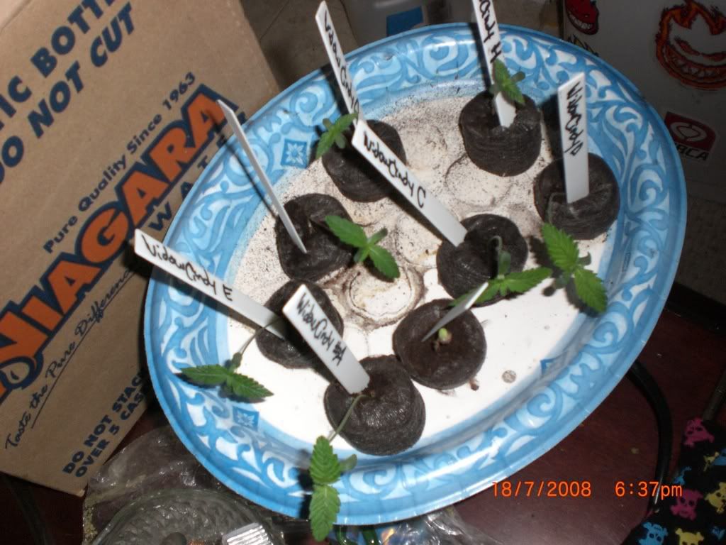 CIMG0914.jpg