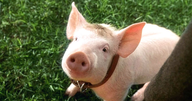 5_Babe_PIG.jpg