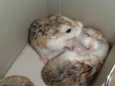 hamster-tickle.jpg