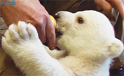bjEr9ut.gif