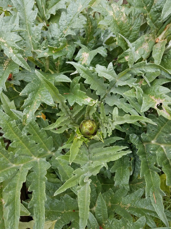 artichoke1.jpg