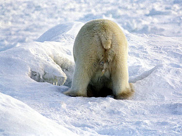 polar_bear4.jpg
