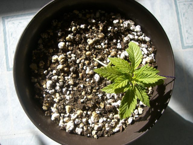 49PN4l.jpg