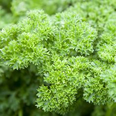 e7be587afd1c926007ce8562d630bccd--herb-seeds-the-sun.jpg