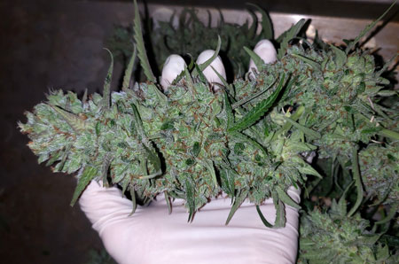 growweedeasy.com