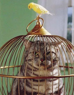 stupid-cat.jpg