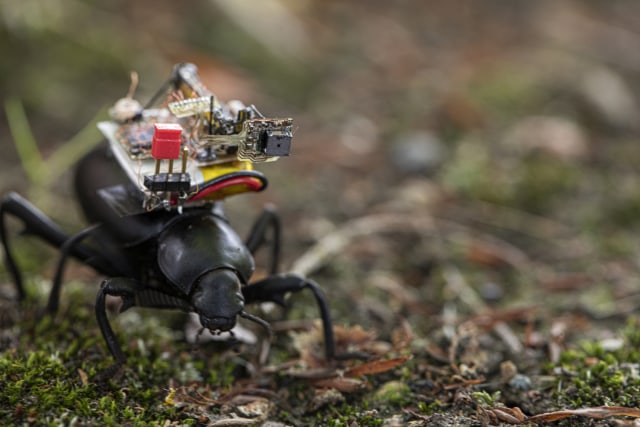 Caption: Researchers at the University of Washington have developed a tiny camera that can ride aboard an insect. Here a Pinacate beetle explores the UW campus with the camera on its back. Credit: Mark Stone/University of Washington