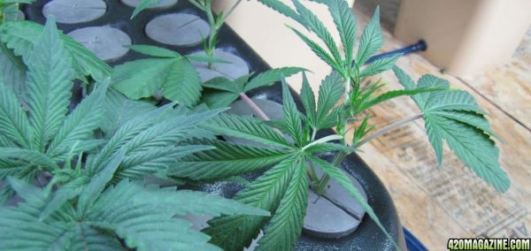 kushberry_clone_2.jpg