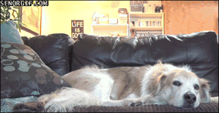gifs_05.gif