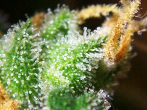 Drying Cannabis via “Dry Ice” | Rollitup