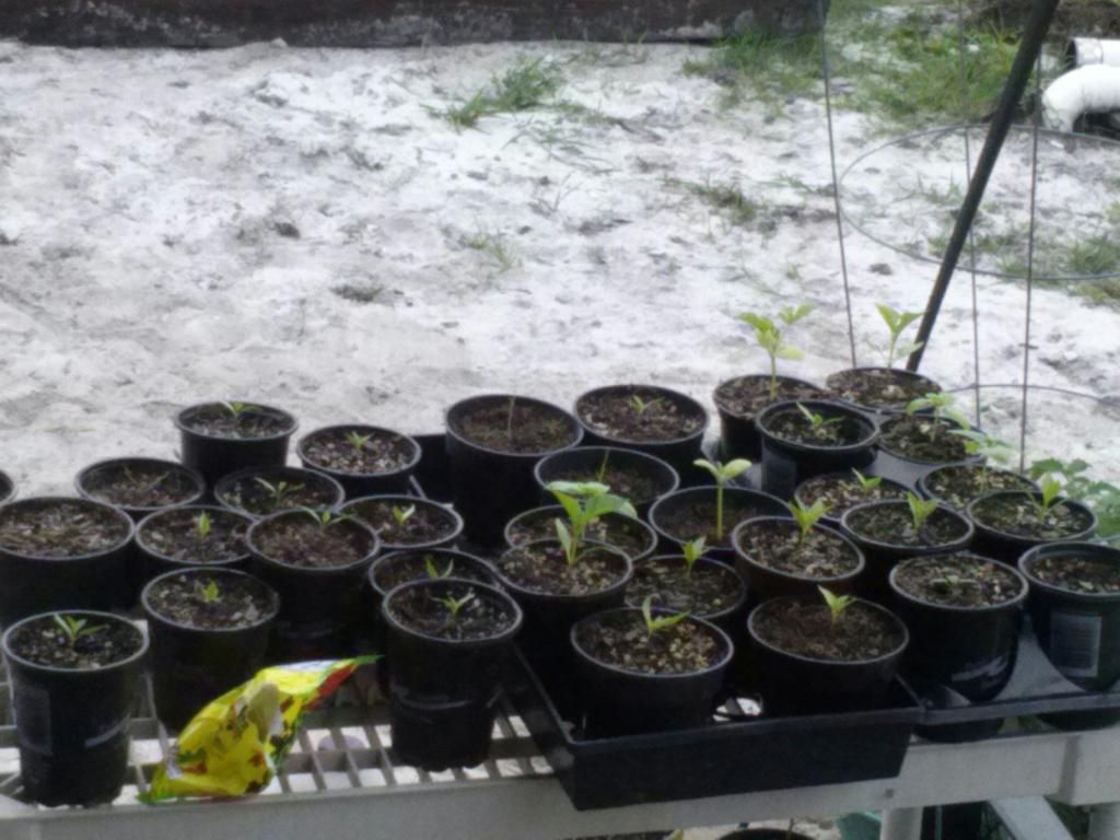 0106131236_zps27f0a68a.jpeg