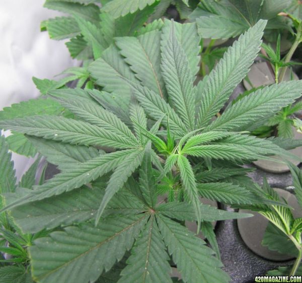 banana_kush_clone_5.jpg