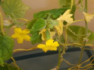 Cukes004.jpg