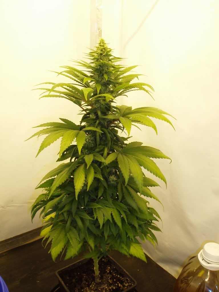 Flower-Day29.jpg