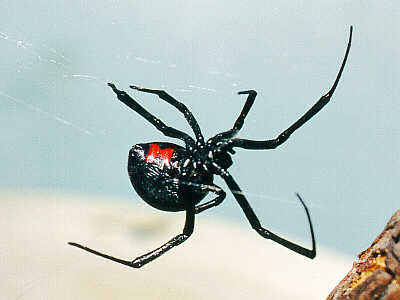fBlackWidow.jpg