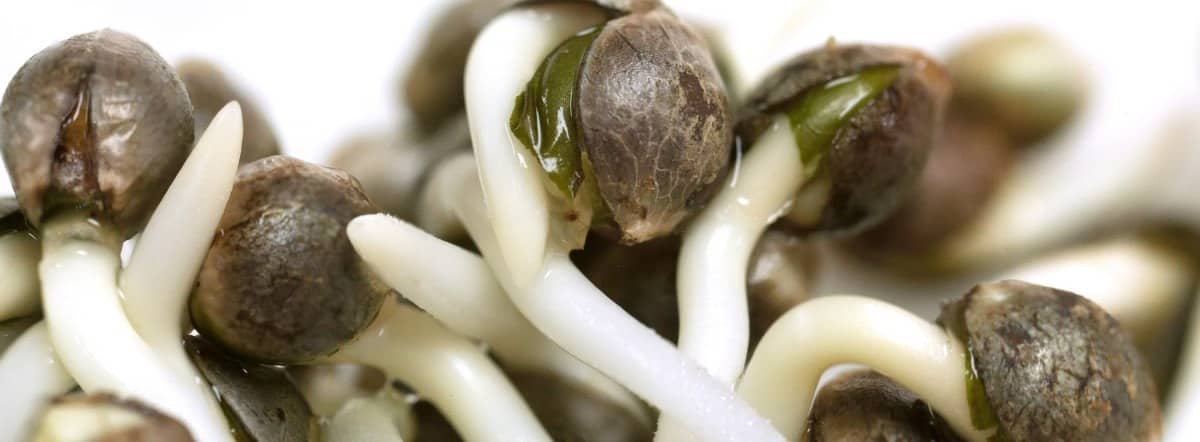 germinating-cannabis-seeds.jpg