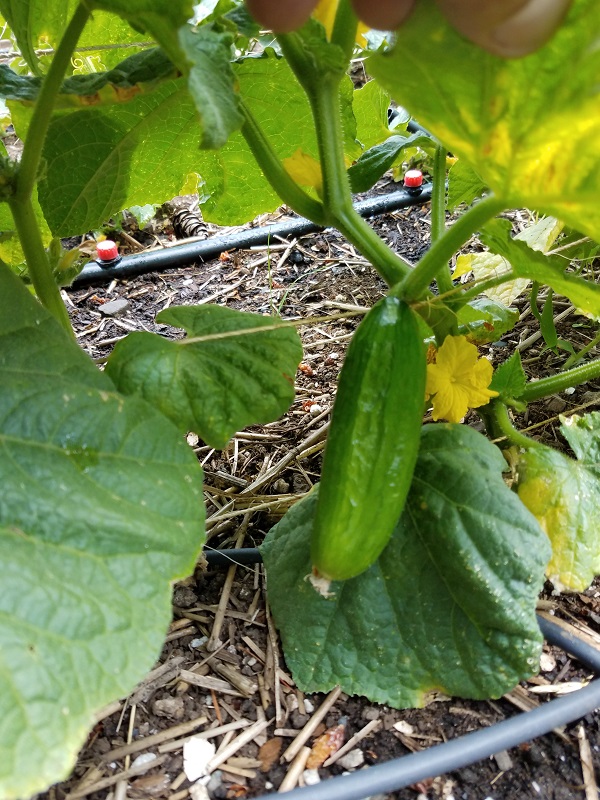 englishcuke.jpg