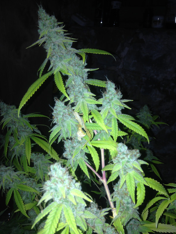 20_G_GFC_SIPS_bud_porn2.jpg