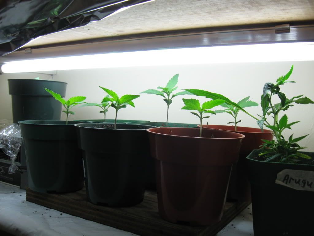 sproutsn1168018.jpg