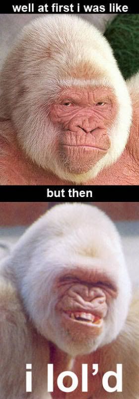 monkeylol1oi4pw0pdna8.jpg