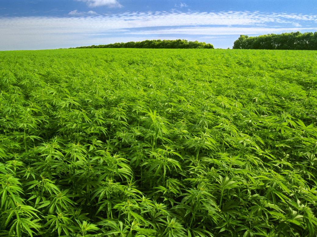 weed.jpg