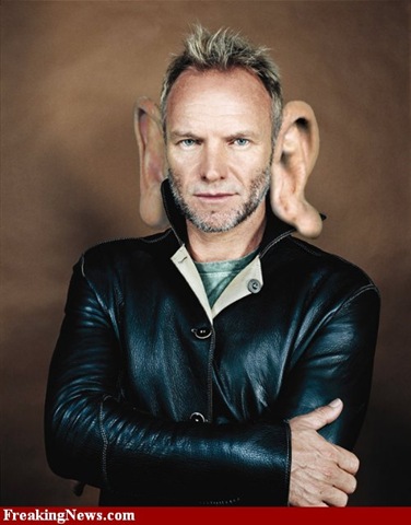 sting%20ears%5B4%5D.jpg
