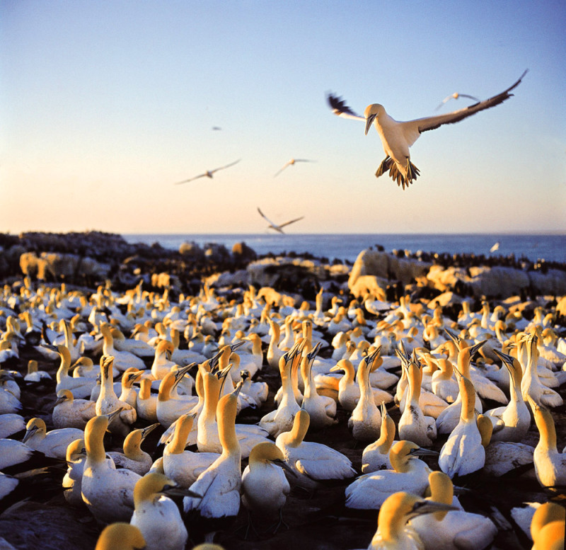 Cape-Gannet-colony-1-e1426408924283.jpg
