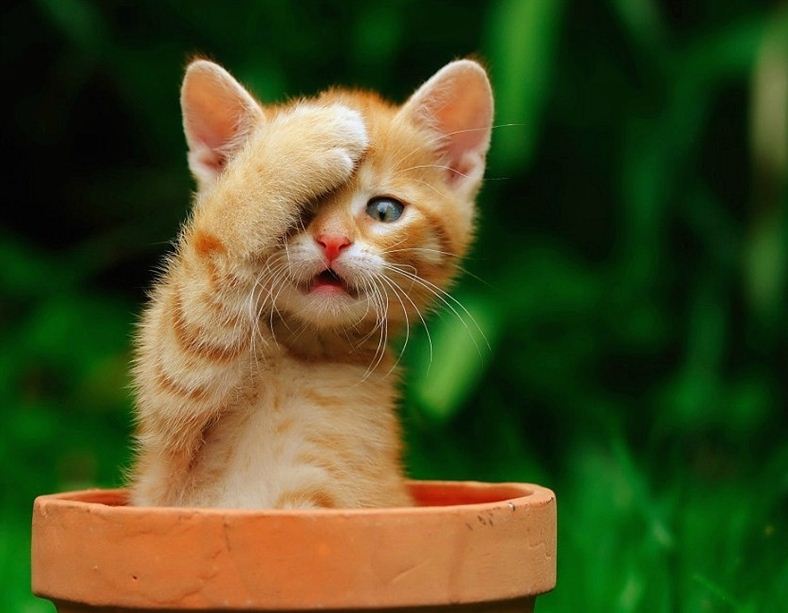 Confused-Kitten.jpg