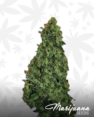 www.marijuanaseeds.com