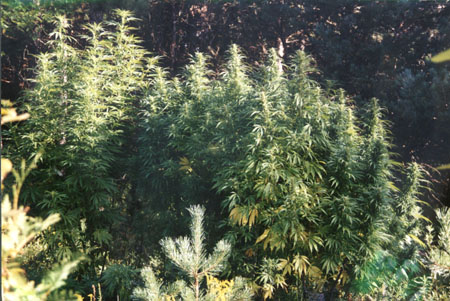 TheNiagaraGarden.jpg