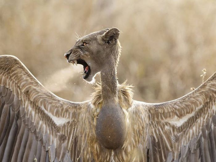 cats_and_birds_01.jpg