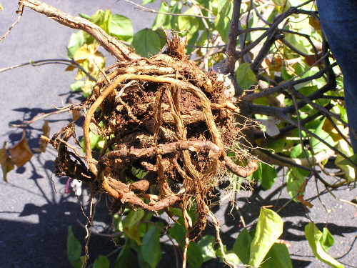 1_hisbiscus_landscape_pot_bound_1.JPG
