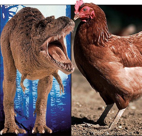 chickenrex_468x448.jpg