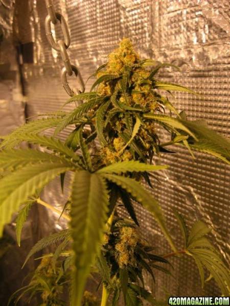 plants_012_Custom_.jpg