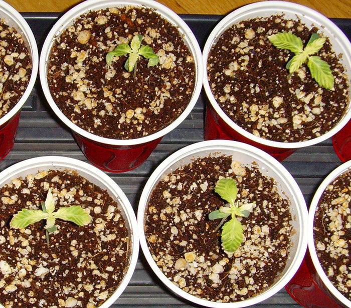 36904hut-seedlings-end.jpg
