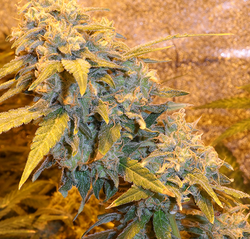 ice_kush_Copy.jpg