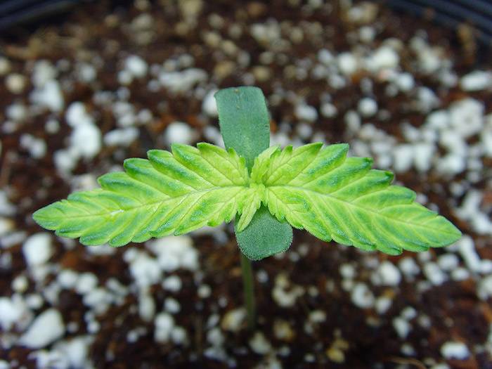 36904hut-seedling-beginning.jpg