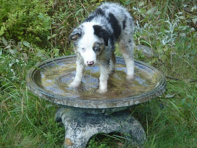 birdbath.jpg